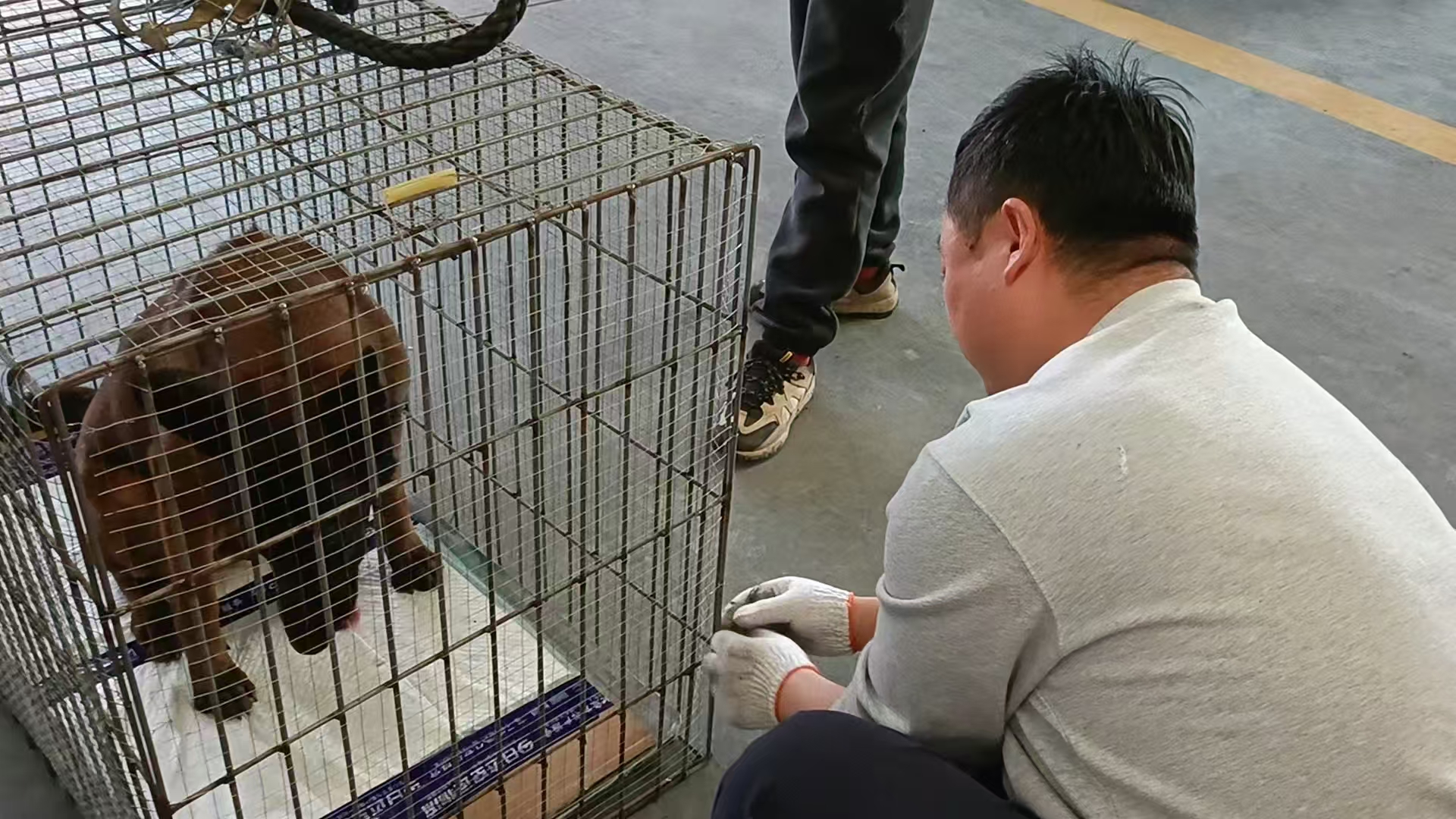 馬犬航空托運的打包過程分享